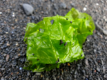 Ulva lactuca - Broadleaf Sea Lettuce.png