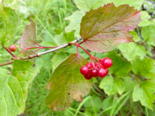 Viburnum edule - Squashberry.png