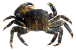 Pachygrapsus marmoratus - Marbled Rock Crab.png