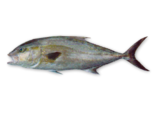Seriola rivoliana - Longfin Yellowtail.png