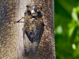 Cryptotympana atrata - Eastern Horse Cicada.png