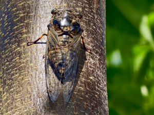 Cryptotympana atrata - Eastern Horse Cicada.png