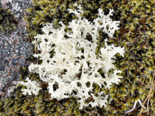 Flavocetraria nivalis - Crinkled Snow Lichen.png
