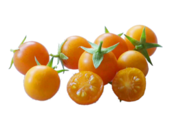 Wild Tomato - Solanum galapagense.png