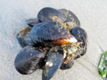 Mytilus - Marine Mussels.png