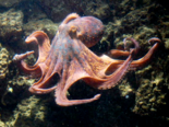 Octopus vulgaris - Common Octopus.png