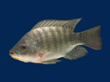 Oreochromis niloticus - Nile Tilapia.png