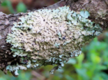 Parmelia saxatilis - Salted Shield Lichen.png