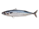 Scomber scombrus - Atlantic Mackerel.png