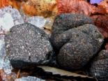 Tuber melanosporum - Black Truffle.png