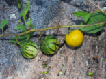 Fruit of Solanum agrarium.png