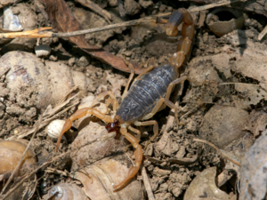 Olivierus martensii - Chinese Scorpion.png