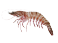 Penaeus esculentus - Brown Tiger Prawn.png