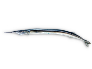 Belone belone - Garfish.png