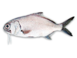 Polymixia nobilis - Stout Beardfish.png