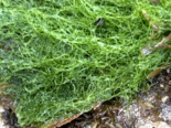 Ulva prolifera - Branched String Lettuce.png