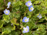 Veronica persica - Common Field Speedwell.png