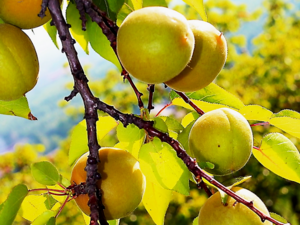 Chinese Apricots -（山杏）Shan Xing.png