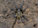 Cyriopagopus hainanus - Chinese Black Earth Tiger Tarantula.png