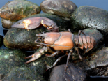 Pacifastacus leniusculus - Signal Crayfish.png