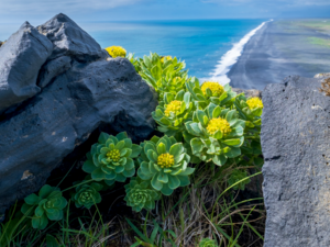 Rhodiola rosea - Roseroot.png