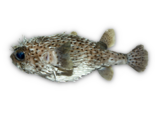 Diodon hystrix - Spot Fin Porcupinefish.png