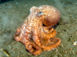 Eledone cirrhosa - Curled Octopus.png