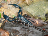 Heterometrus petersii - Asian Forest Scorpion.png