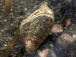 Dreissena bugensis - Quagga Mussel.png