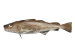Gadus morhua - Atlantic Cod.png