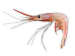Plesionika narval - Narval Shrimp.png
