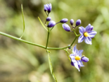 Flowers of Solanum amygdalifolium.png