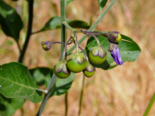 Unripe Solanum umbelliferum fruit and flower buds.png