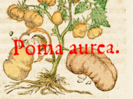 Another name for tomato.png