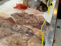 Azorean Seafood -（Cefalópodes）Veined Squid.png