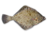 Platichthys flesus - European Flounder.png