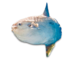 Mola mola - Ocean Sunfish.png