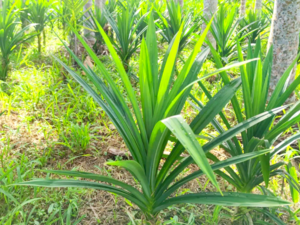Pandanus amaryllifolius - Pandan.png