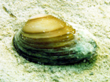 Unio tumidiformis - Iberian Freshwater Mussel.png