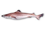 Centrophorus granulosus - Gulper Shark.png