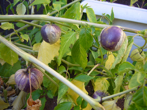 Purple tomatillos.png