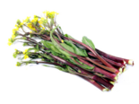 Brassica campestris var. purpuraria - Purple Stem Mustard.png