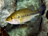 Micropterus salmoides - Largemouth Bass.png
