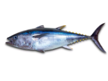 Thunnus thynnus - Atlantic Bluefin Tuna.png