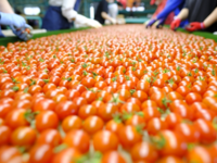 Tomato Processing Companies.png