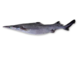 Deania profundorum - Arrowhead Dogfish.png