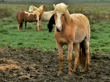 Equus caballus -（Domestic Horse）Icelandic Horse.png