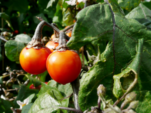 Solanum gilo's Japanese Black Stream is a variety with red and orange fruits.png