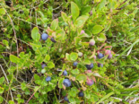 Vaccinium myrtillus - Bilberry.png
