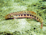 Cobitis bilineata - Italian Spined Loach.png